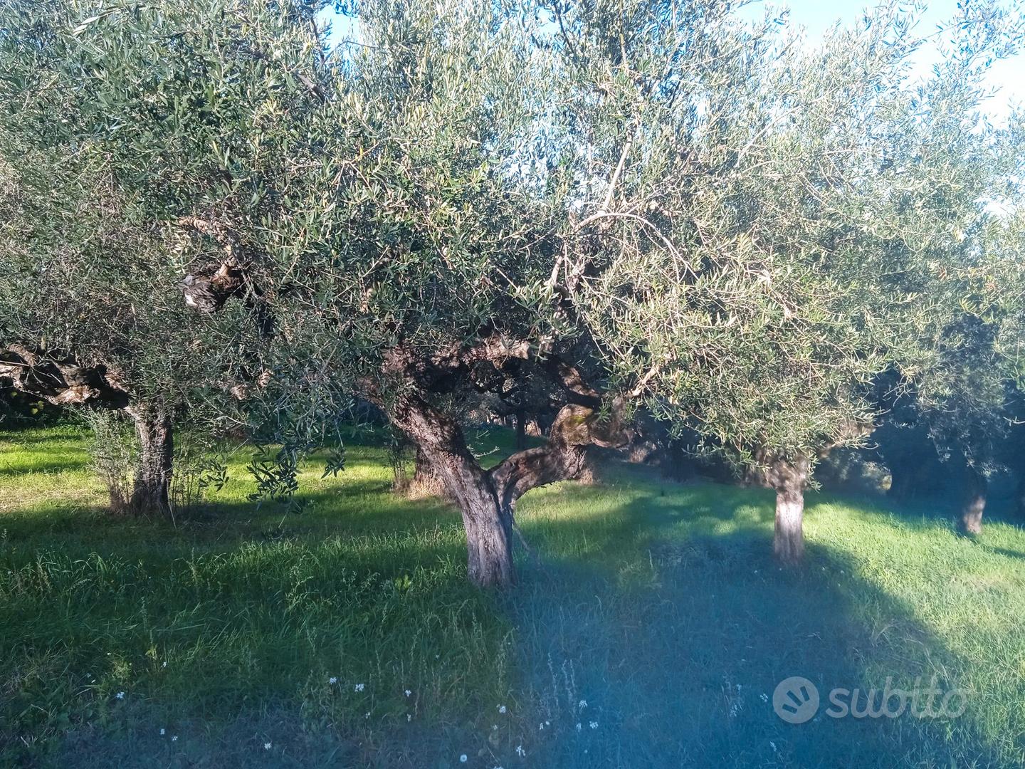Terreno agricolo - Vista 2