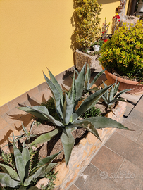 Piante grasse di agave