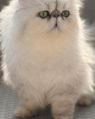 Persiani maschi