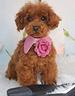 eros-maschietto-di-barbone-toy-pedigree-enci