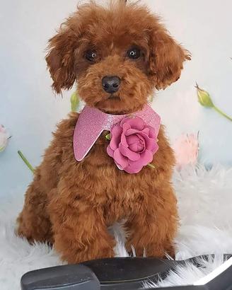 Eros maschietto di barbone toy pedigree enci