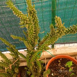 giardino piante 