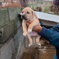 Cucciole mix corso x Pitbull