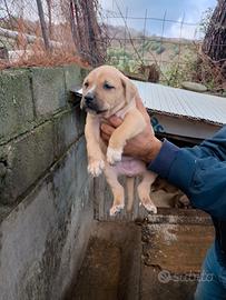 Cucciole mix corso x Pitbull