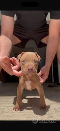 Cuccioli di american pitbull red nose