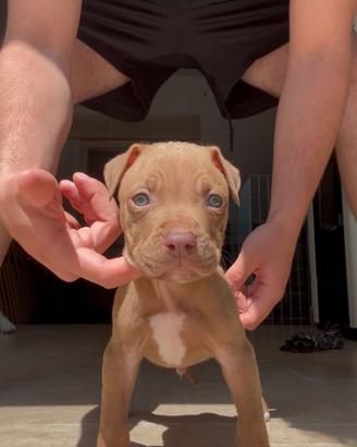 Cuccioli di american pitbull red nose