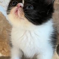 Gattino Exotic Shorthair Bicolor