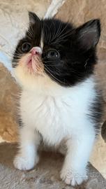 Gattino Exotic Shorthair Bicolor
