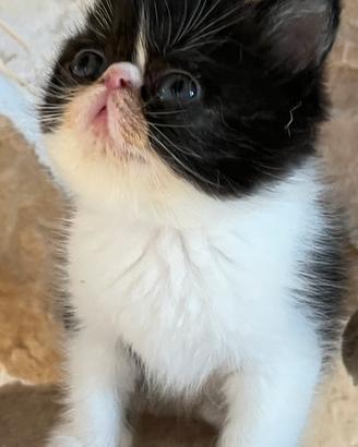 Gattino Exotic Shorthair Bicolor
