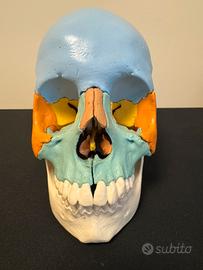 Cranio 3B scientific scomponibile in 22 parti