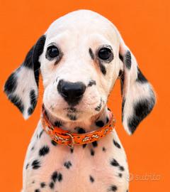 Pedigree Enci dalmata cucciolo