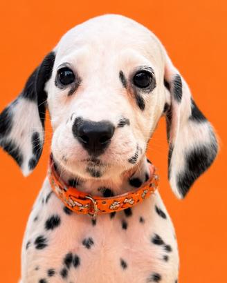 Pedigree Enci dalmata cucciolo