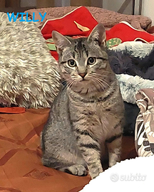 Willy micio tigrato di 4 mesi