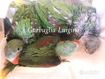 Pappagallo - Grande Alessandrino