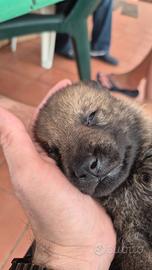 Cane lupo cecoslovacco