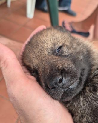 Cane lupo cecoslovacco