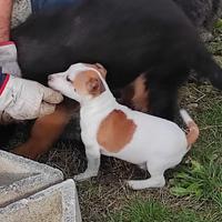 Cucciolo di jack Russel