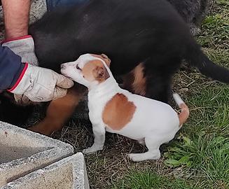 Cucciolo di jack Russel