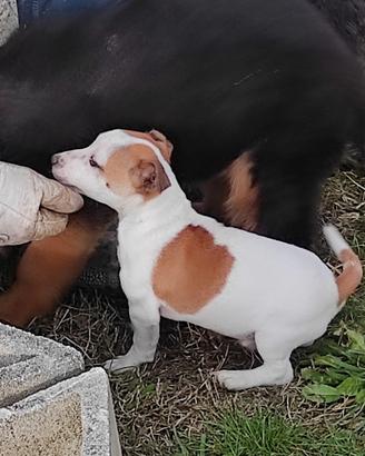 Cucciolo di jack Russel