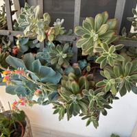 Piante grasse in vaso 60 cm