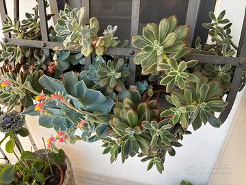 Piante grasse in vaso 60 cm