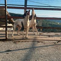 Ariegeois caccia cinghiale