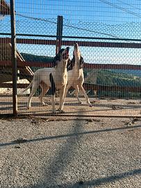 Ariegeois caccia cinghiale