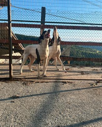 Ariegeois caccia cinghiale