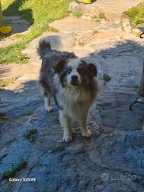 Per accoppiamento border collie