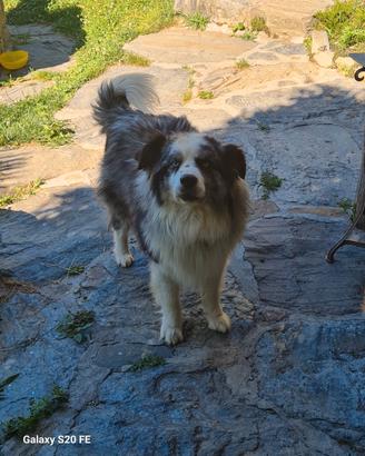 Per accoppiamento border collie