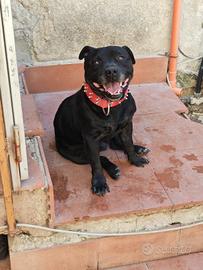 American staffy