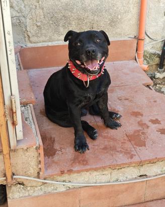 American staffy