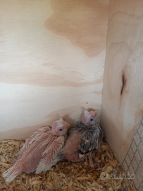 Disponibili pulli da imbecco di calopsite