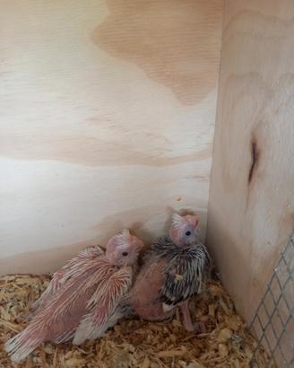 Disponibili pulli da imbecco di calopsite