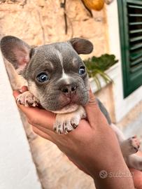 Bulldog francese