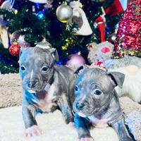 Cuccioli di American Staffordshire terrier