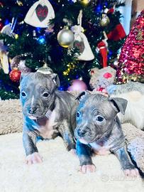 Cuccioli di American Staffordshire terrier