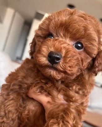 BARBONCINI TOY CUCCIOLI - BARBONCINO rosso