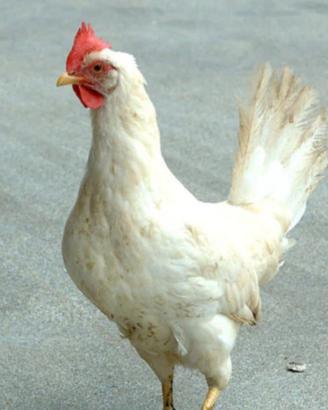 Livornesi