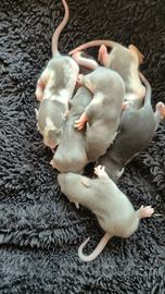Ratto domestico