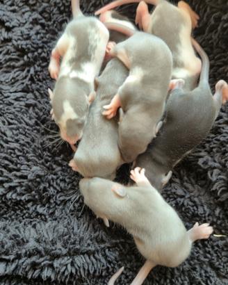 Ratto domestico