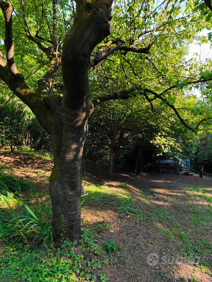 Terreno agricolo boschivo, 5780 m² - Vista 3