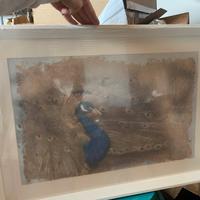 Quadro pavone