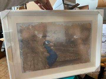 Quadro pavone