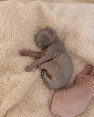 Cuccioli di Sphynx con PEDIGREE