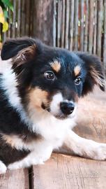 Cucciola pastore australiano 