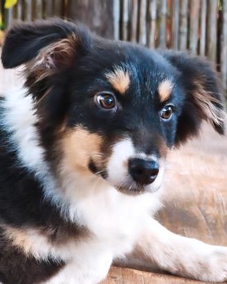 Cucciola pastore australiano 