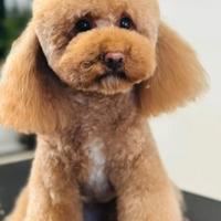 Cucciola di barboncino