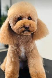 Cucciola di barboncino