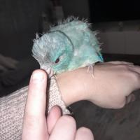 Pappagallo allevato a mano